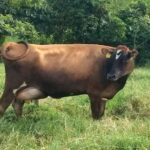 Ganadería ecuatoriana adopta modelo lechero colombiano