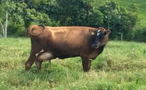 Ganadería ecuatoriana adopta modelo lechero colombiano