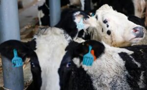 Indonesia plantea importar un millón de vacas lecheras en cinco años
