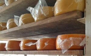 Inician relevamientos productivos para proteger la identidad del queso de Tafí