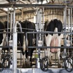 La producción de leche en Argentina no afloja 2026 arranca con crecimiento récord