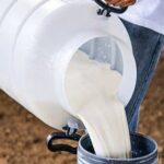 La provincia de Sugamuxi lidera la producción de leche en Boyacá y potencia la cadena láctea regional