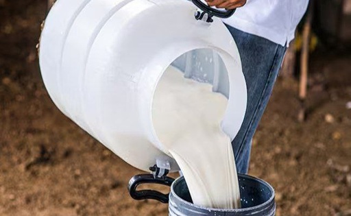 La provincia de Sugamuxi lidera la producción de leche en Boyacá y potencia la cadena láctea regional