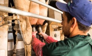 Leche en Argentina producción seguiría la tendencia y crecería en 2026