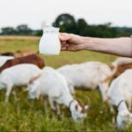 Leche sin pasteurizar riesgos para la salud según expertos