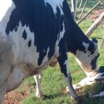 Nuevo Torino lluvia, nacimientos y esperanza productiva