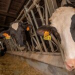 Ofertas de contratos de leche en Galicia registran bajadas de 3 a 11 centimos