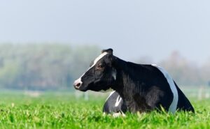 Precio de la leche al productor bajo presión disminuyó 1,7 % en 2025