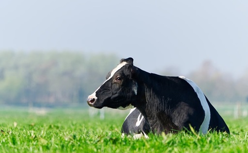 Precio de la leche al productor bajo presión disminuyó 1,7 % en 2025