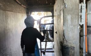 Precio de la leche casi no sube en Argentina