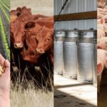 Precios de granos, carnes y leche en 2025: un balance heterogéneo