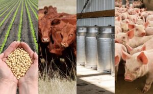 Precios de granos, carnes y leche en 2025: un balance heterogéneo