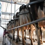 Presión impositiva en la lechería sector acusa 37 tributos y pérdida de renta