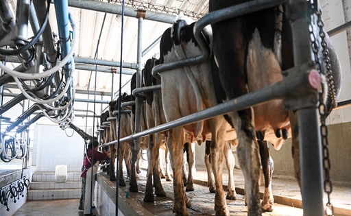 Presión impositiva en la lechería sector acusa 37 tributos y pérdida de renta