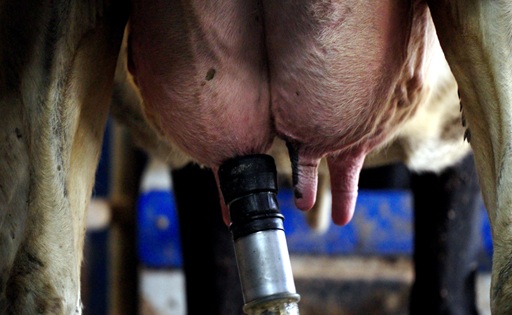 Producción de leche en España 2025