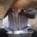 Producción de leche evaporada en Panamá cae 9 % en 2025 según cifras oficiales 2 Producción de leche evaporada en Panamá cae 9 % en 2025 según cifras oficiales