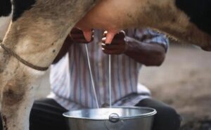 Producción de leche evaporada en Panamá cae 9 % en 2025 según cifras oficiales