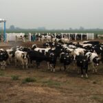 Productor de leche pierde participación en el reparto de beneficios de la cadena láctea