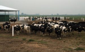 Productor de leche pierde participación en el reparto de beneficios de la cadena láctea