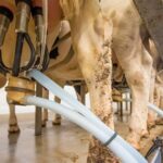 Productores protestan por fuerte baja del precio de la leche