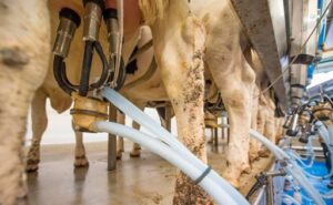 Productores protestan por fuerte baja del precio de la leche