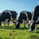 Recepción nacional de leche cruda crece 6,2 % en 2025 con aumento generalizado en regiones 2 Recepción nacional de leche cruda crece 6,2 % en 2025 con aumento generalizado en regiones