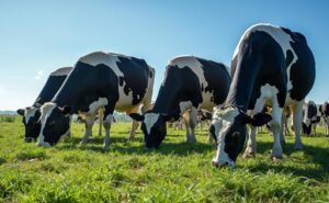 Recepción nacional de leche cruda crece 6,2 % en 2025 con aumento generalizado en regiones
