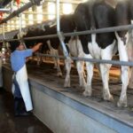 Récord de producción de leche, pero el cooperativismo enfrenta cierres