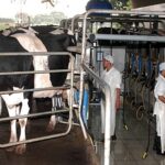 Sector lechero cerró 2025 con crecimiento moderado del 4 % y sin sobresalto