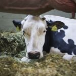 Sentencias a ganaderos por presunto cártel de leche reavivan el debate en España 2 Sentencias a ganaderos por presunto cártel de leche reavivan el debate en España