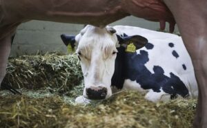 Sentencias a ganaderos por presunto cártel de leche reavivan el debate en España