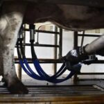 Tecnología, inteligencia artificial y ordeñe 24 h el tambo robotizado más alto del mundo en Argentina