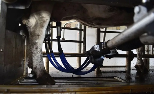 Tecnología, inteligencia artificial y ordeñe 24 h el tambo robotizado más alto del mundo en Argentina