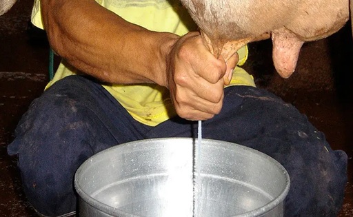 Arauca El precio de la leche cae a $1.650 por litro