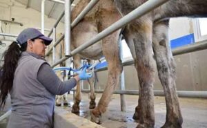 Cadena Láctea El debate por la fijación de precios