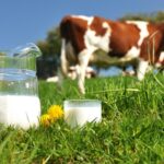 Cae la producción de leche en Ñuble