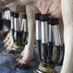 Castilla y León: Exigen garantizar la recogida de leche 1 Castilla y León Exigen garantizar la recogida de leche