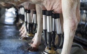 Castilla y León Exigen garantizar la recogida de leche