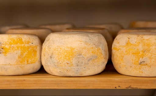 Casu marzu el queso prohibido en Europa que se come con larvas vivas