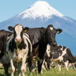 Chile sustentabilidad y salud láctea