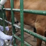 Colombia suben la leche 1,3%, pero los costos ahogan al productor
