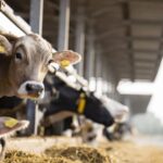 Conflicto EE. UU. - Irán El factor invisible que encarece el mercado lácteo