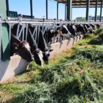 Contratos lácteos y riesgo de ilegalidad