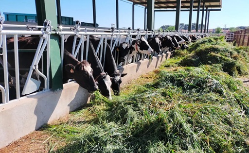 Contratos lácteos y riesgo de ilegalidad