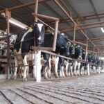 Córdoba lanza Registro Oficial Lechero