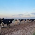 Costos vs. Precios El desafío de la lechería actual