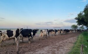 Costos vs. Precios El desafío de la lechería actual