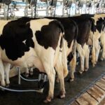 Crisis en láctea santafesina 1 Crisis en láctea santafesina