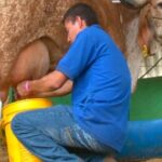 Crisis lechera en Sucre 5.000 familias de pequeños productores en riesgo