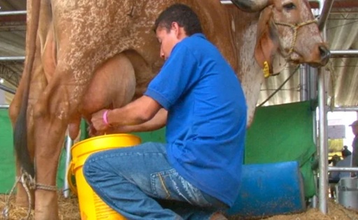 Crisis lechera en Sucre 5.000 familias de pequeños productores en riesgo